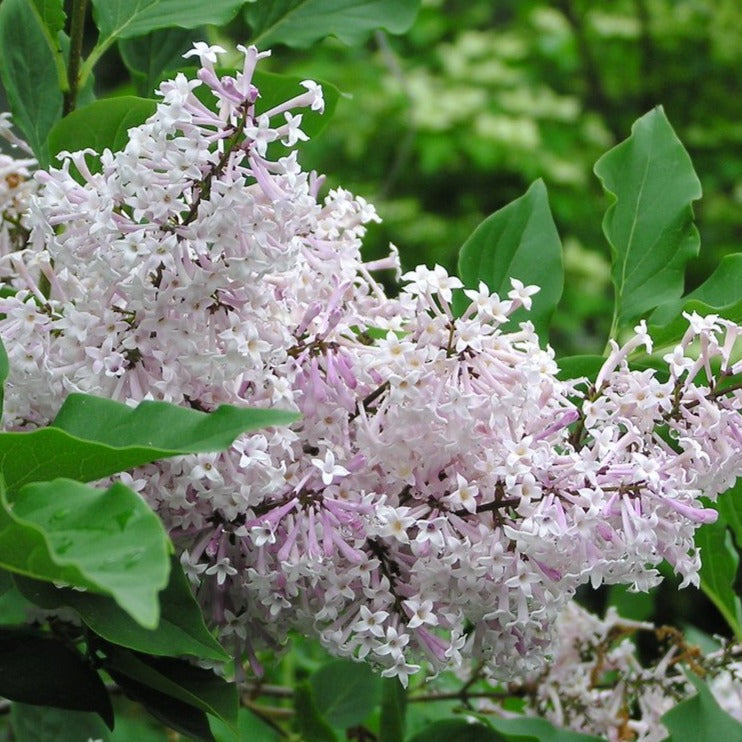 Lilac 'Miss Kim'