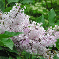 Lilac 'Miss Kim'