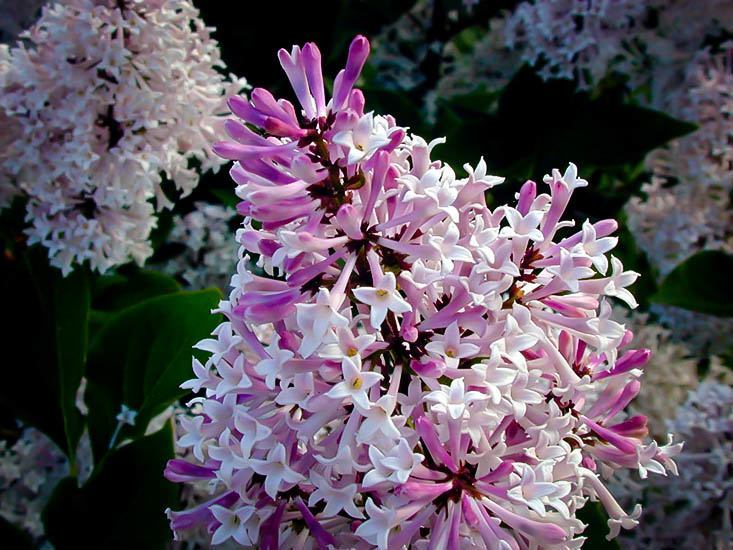 Lilac 'Miss Kim'