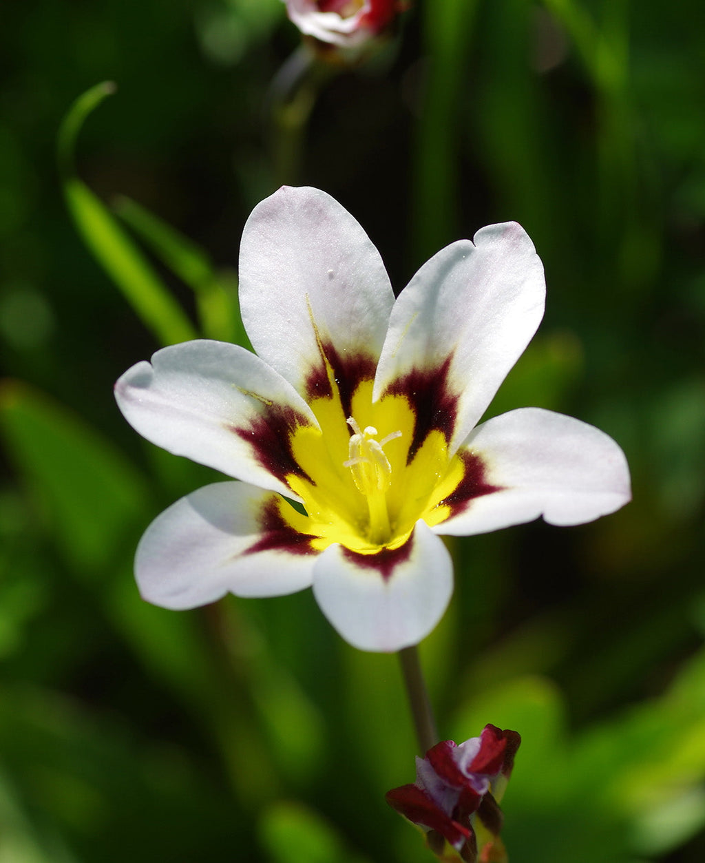 Mixed Sparaxis - 25 bulbs