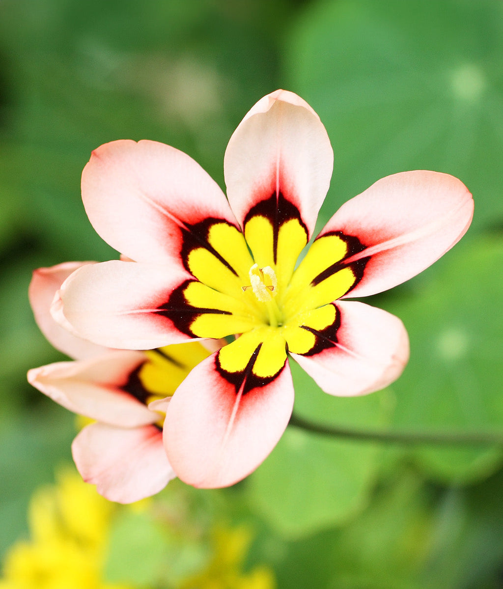 Mixed Sparaxis - 25 bulbs