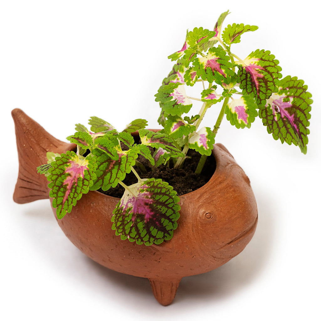 Los Peces Planters
