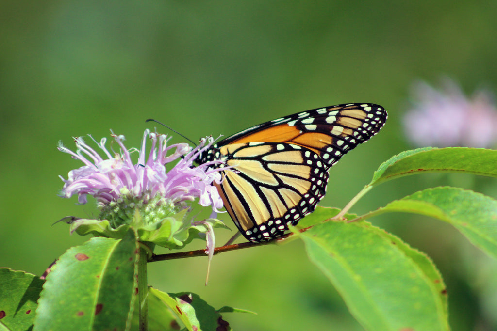 200 Wild Bergamot Seeds - Monarda fistulosa - Non-GMO Medicinal Herb