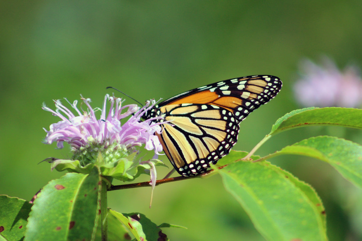 200 Wild Bergamot Seeds - Monarda fistulosa - Non-GMO Medicinal Herb