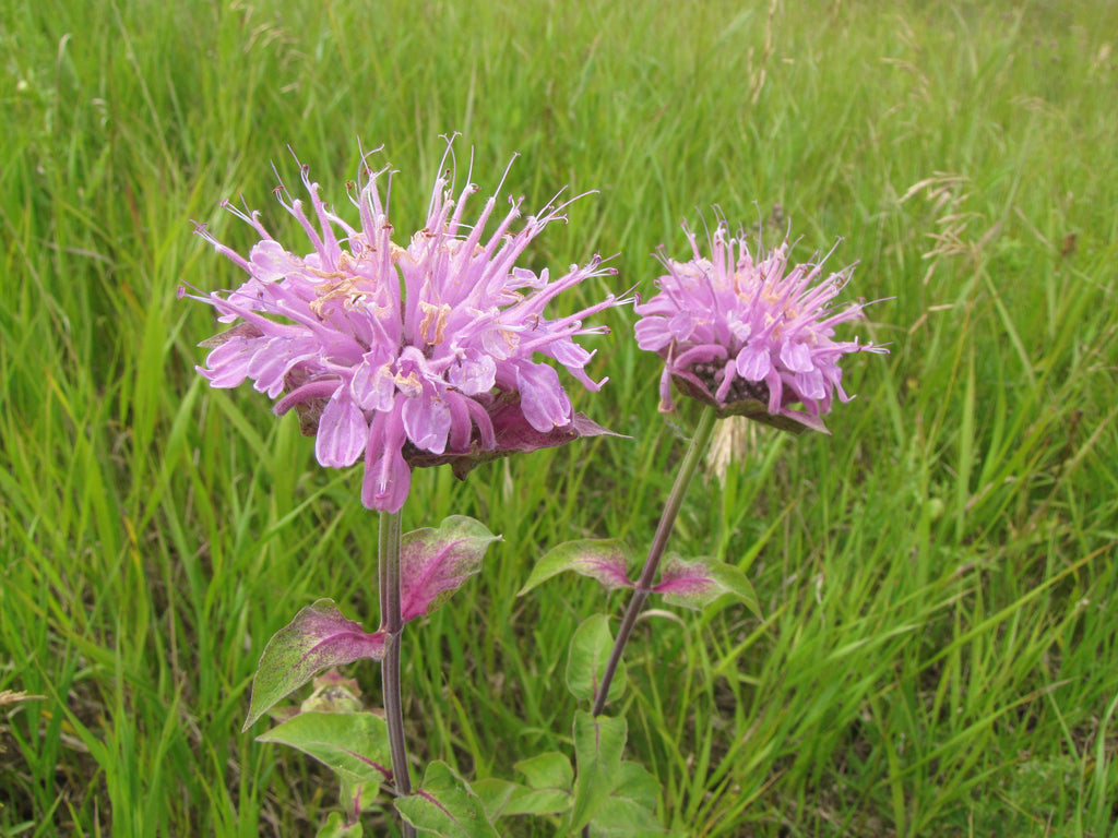 200 Wild Bergamot Seeds - Monarda fistulosa - Non-GMO Medicinal Herb
