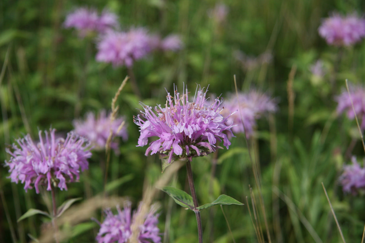 200 Wild Bergamot Seeds - Monarda fistulosa - Non-GMO Medicinal Herb