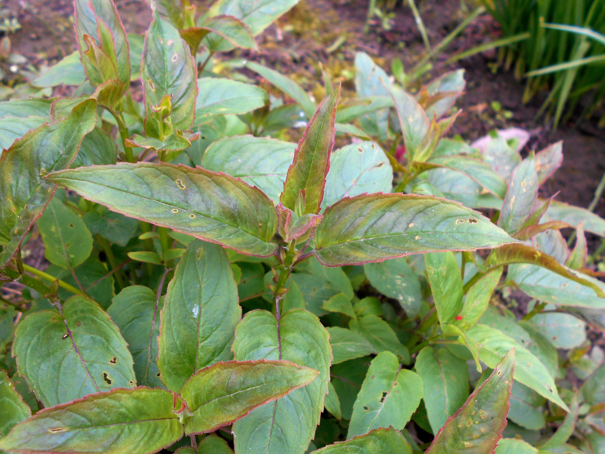 200 Wild Bergamot Seeds - Monarda fistulosa - Non-GMO Medicinal Herb
