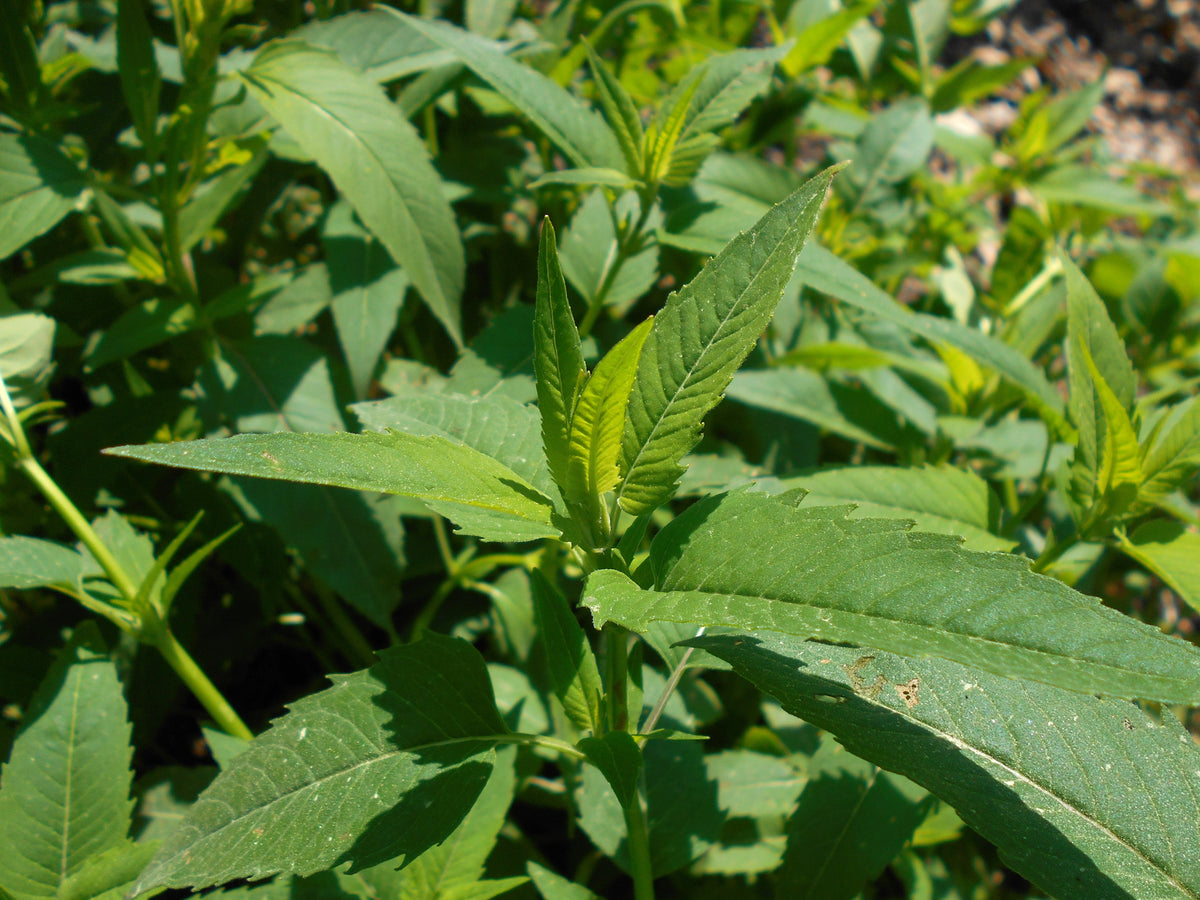 200 Wild Bergamot Seeds - Monarda fistulosa - Non-GMO Medicinal Herb