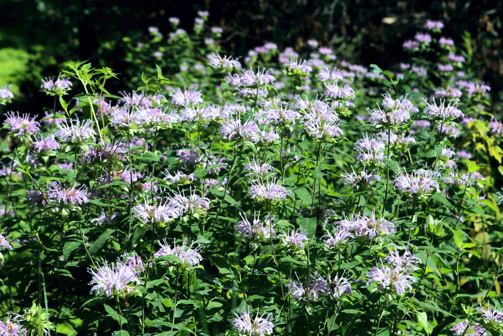 200 Wild Bergamot Seeds - Monarda fistulosa - Non-GMO Medicinal Herb