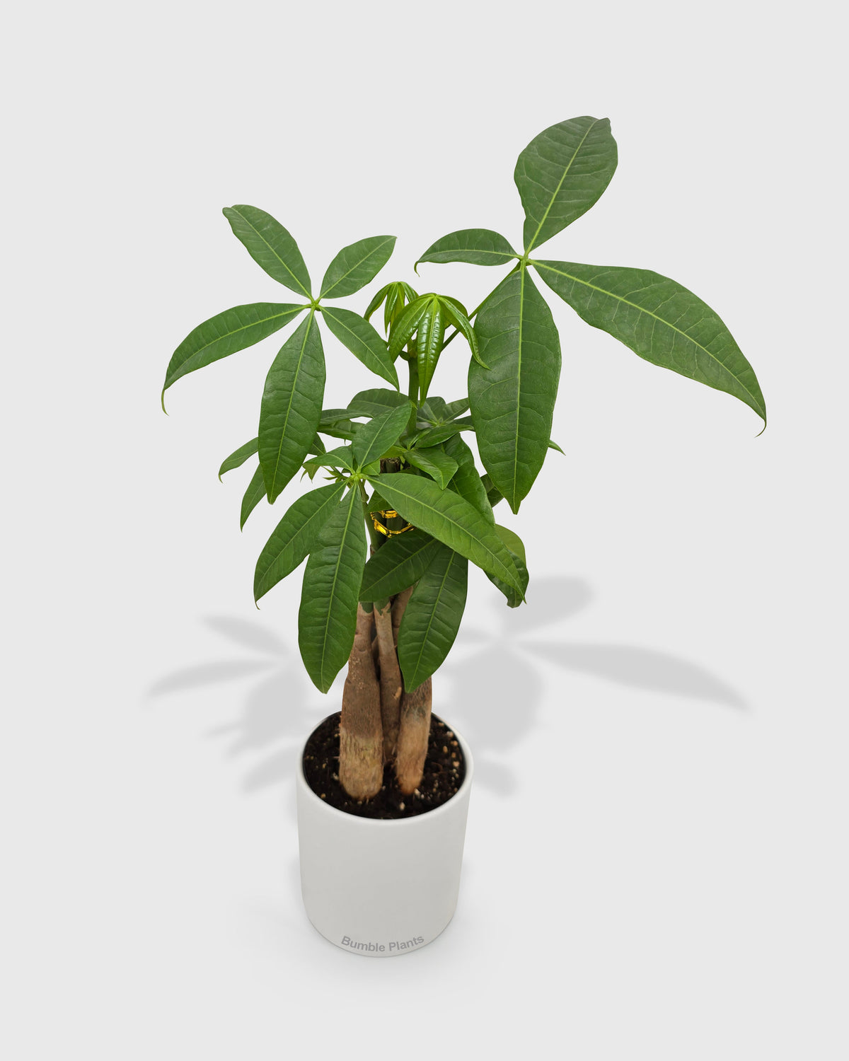 Money Tree 'Guiana Chestnut' Pachira Braid