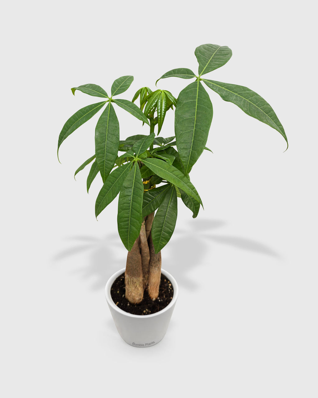 Money Tree 'Guiana Chestnut' Pachira Braid
