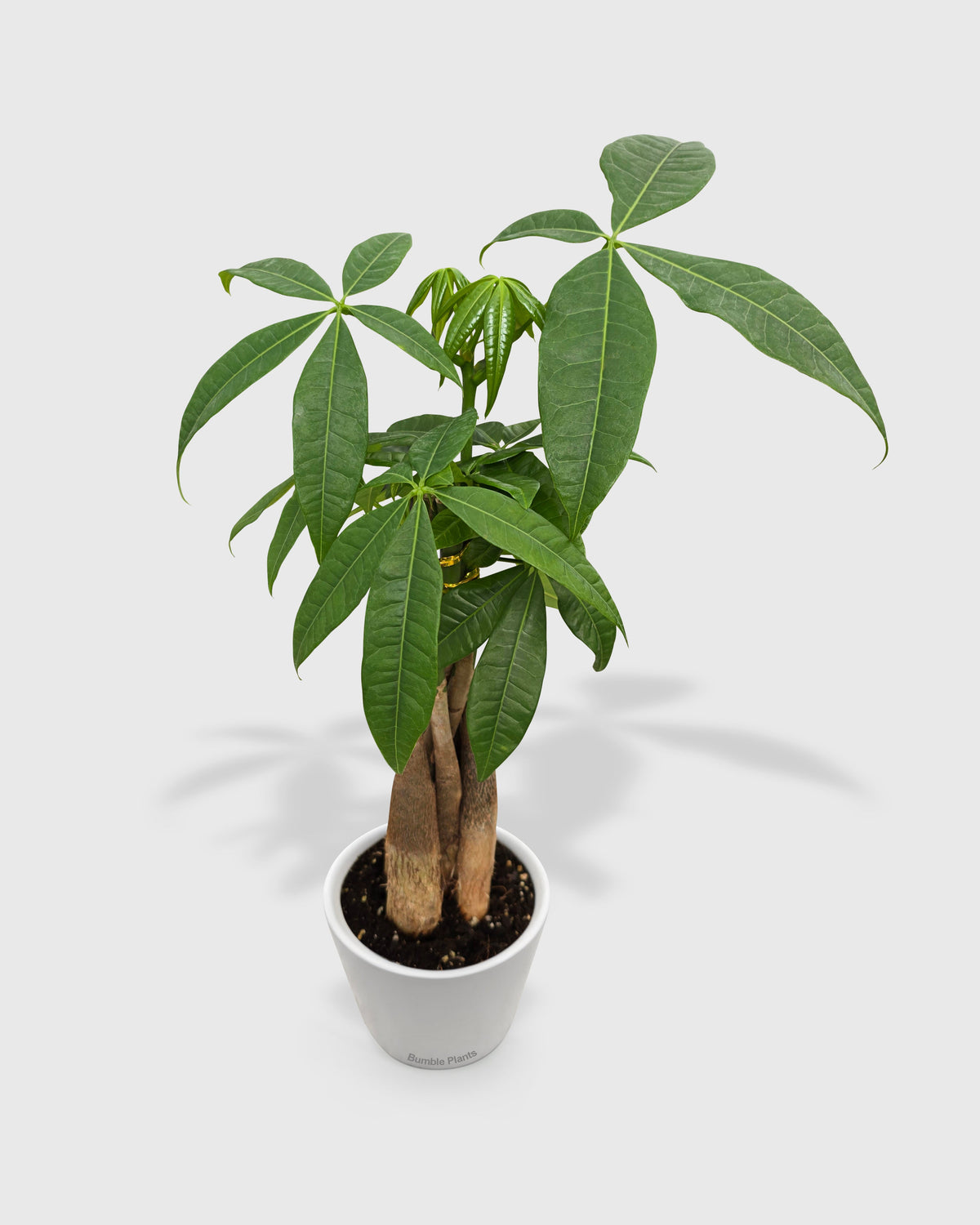Money Tree 'Guiana Chestnut' Pachira Braid