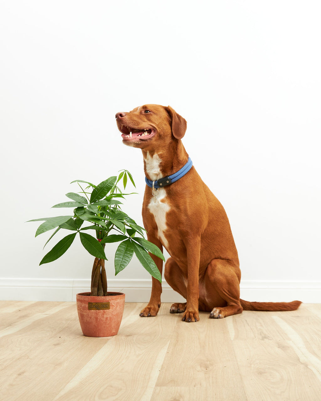 Money Tree Plant