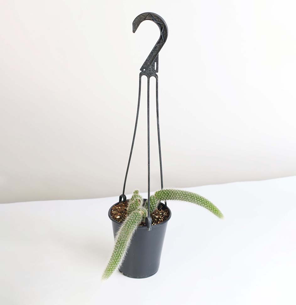 Monkey Tail Cactus