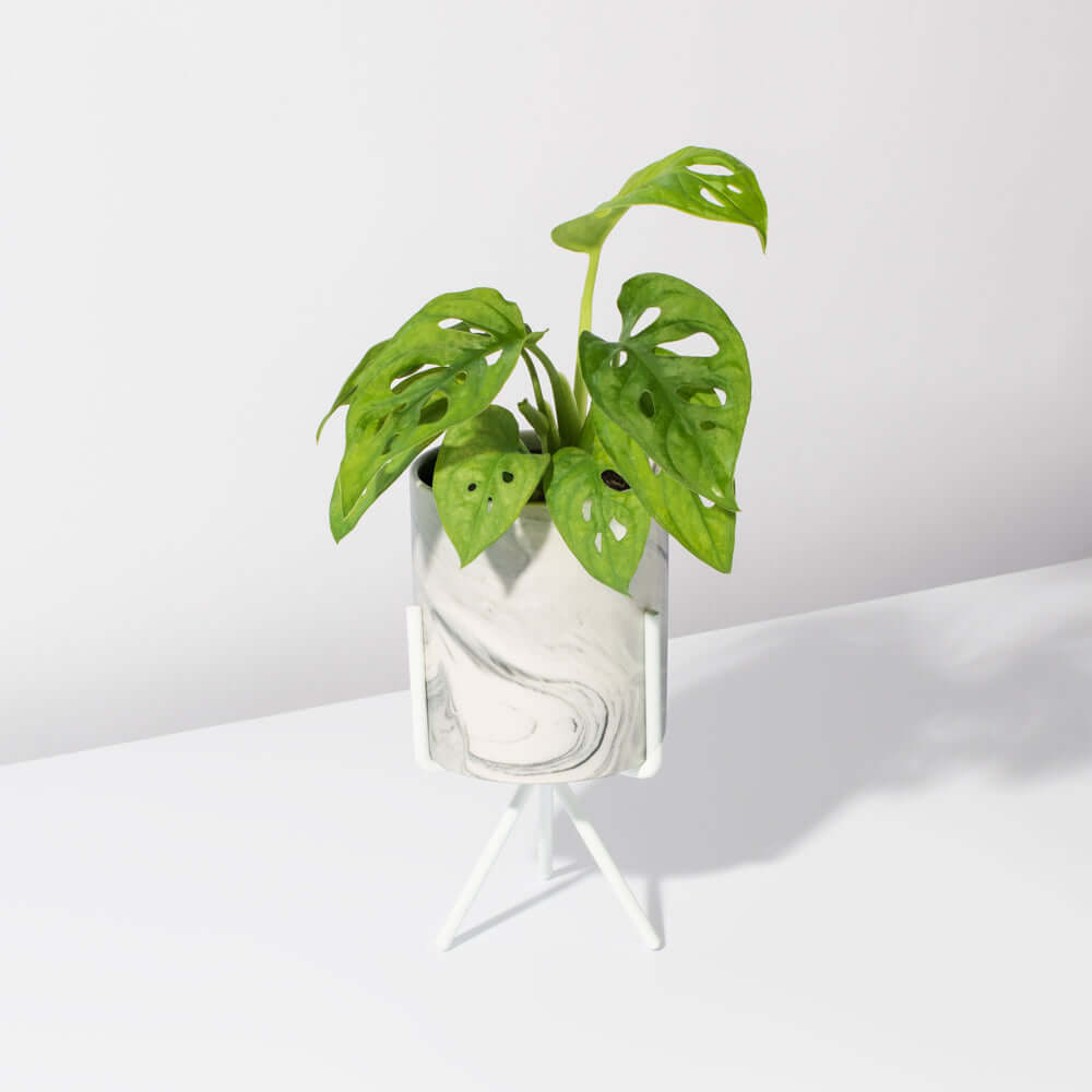 Olympia Planter Marble Effect - Empty