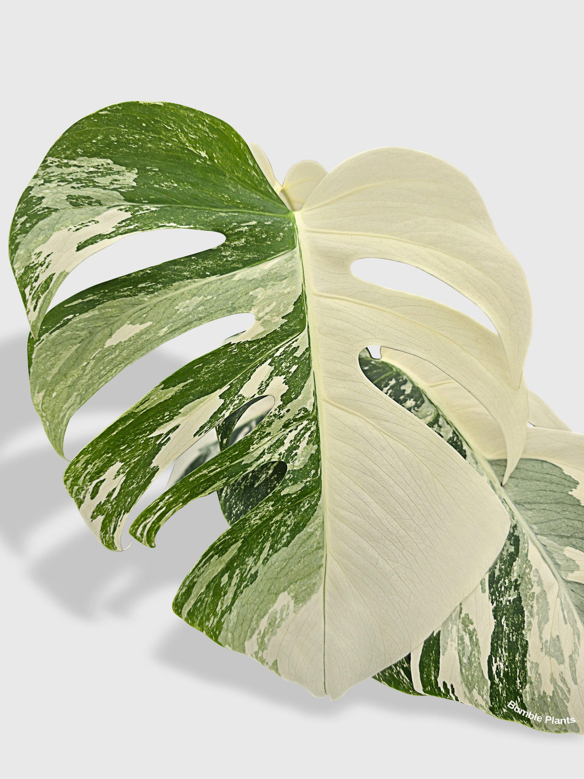 Monstera Borsigiana Variegata Albo (Mature Mother Plant)