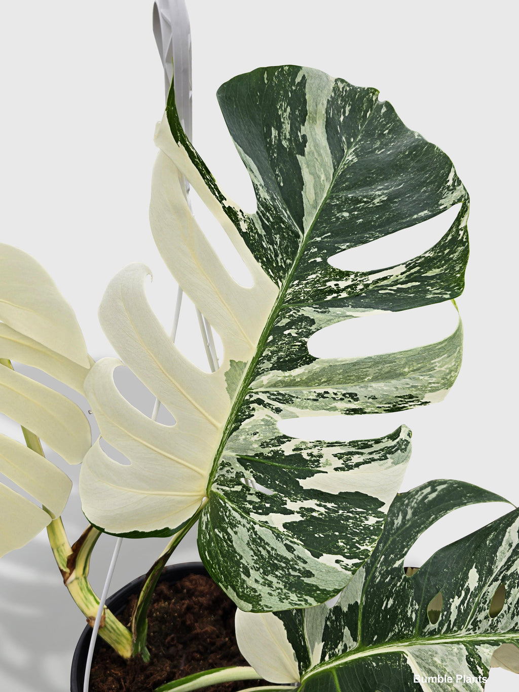 Monstera Borsigiana Variegata Albo (Mature Mother Plant)