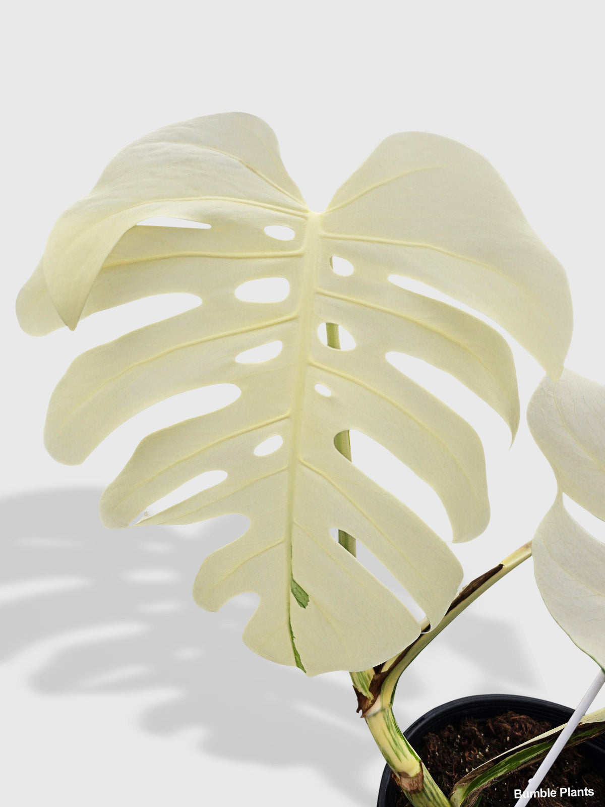 Monstera Borsigiana Variegata Albo (Mature Mother Plant)