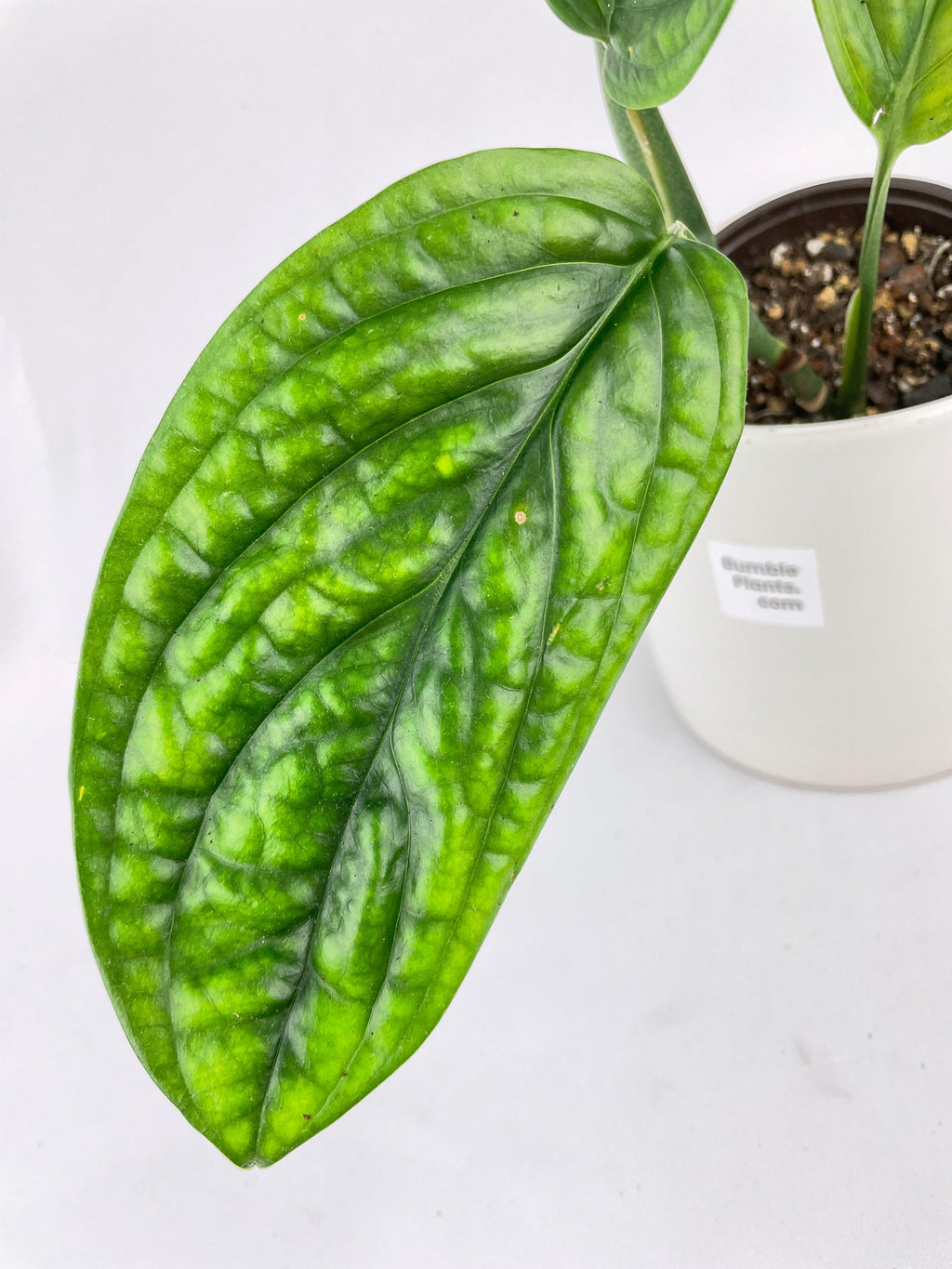 Monstera Peru Karstenianum