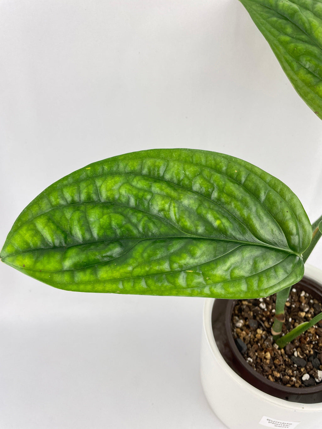 Monstera Peru Karstenianum