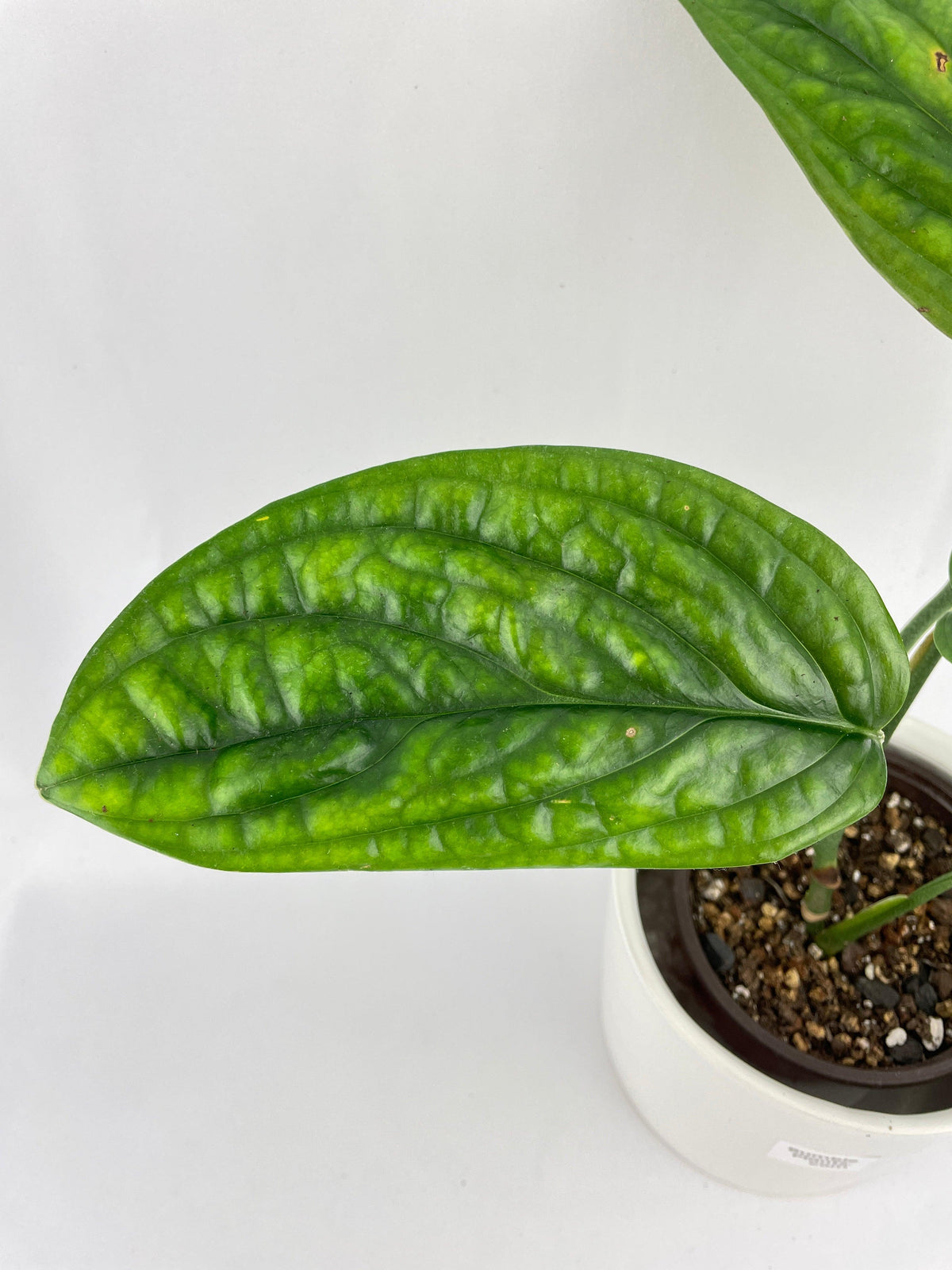 Monstera Peru Karstenianum