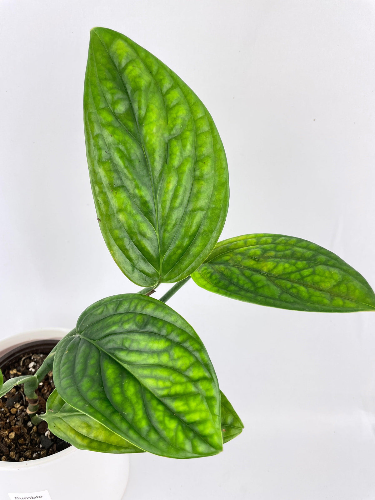 Monstera Peru Karstenianum