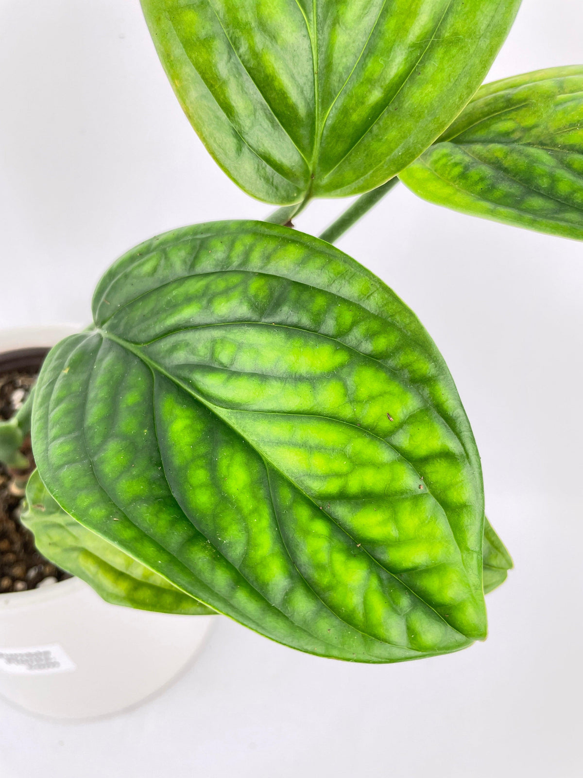 Monstera Peru Karstenianum
