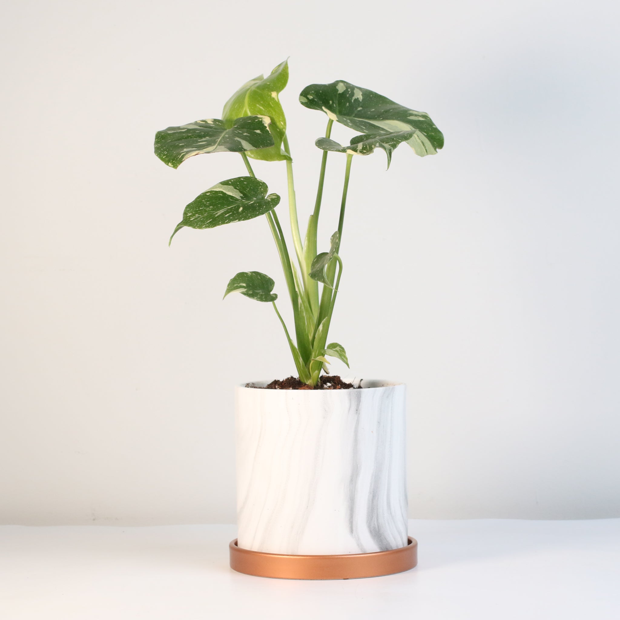 Monstera Thai Constellation