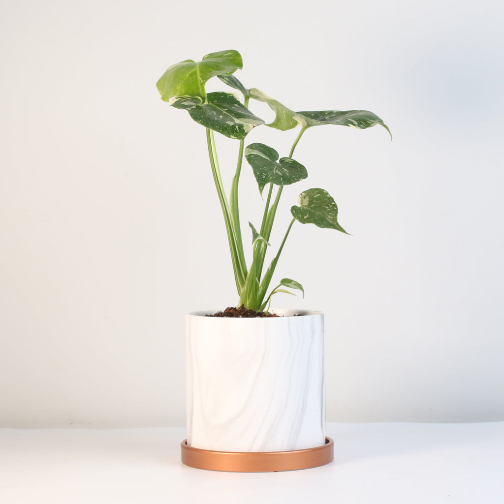 Monstera Thai Constellation
