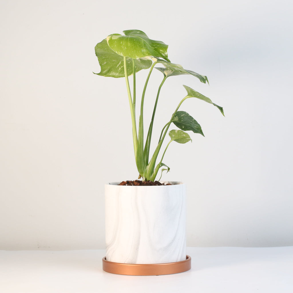 Monstera Thai Constellation