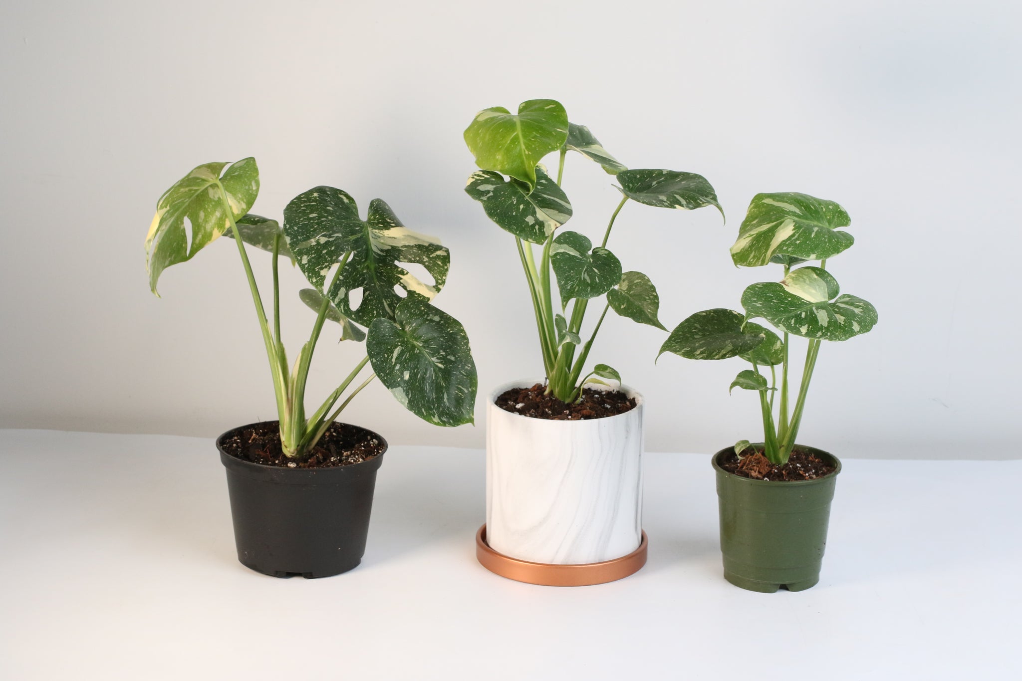Monstera Thai Constellation