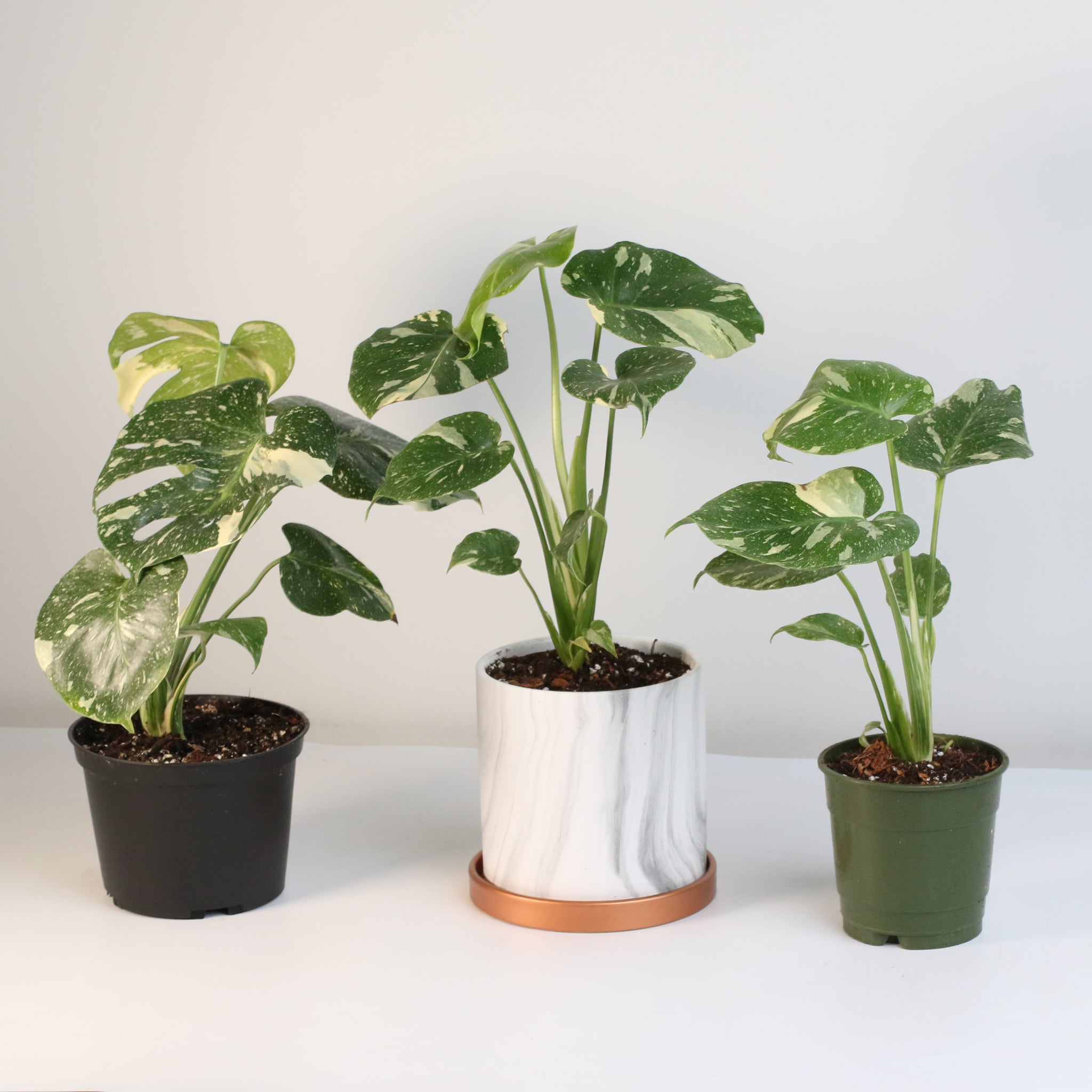 Monstera Thai Constellation