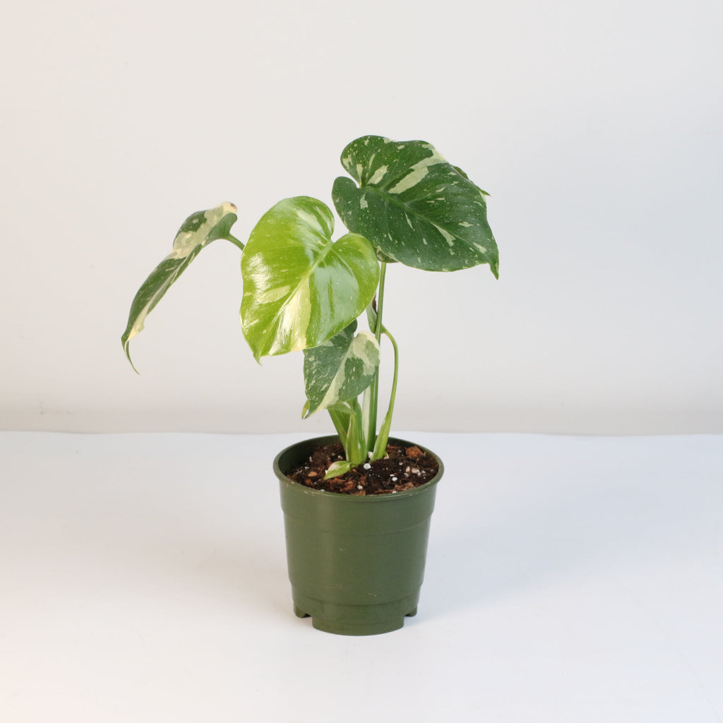 Monstera Thai Constellation
