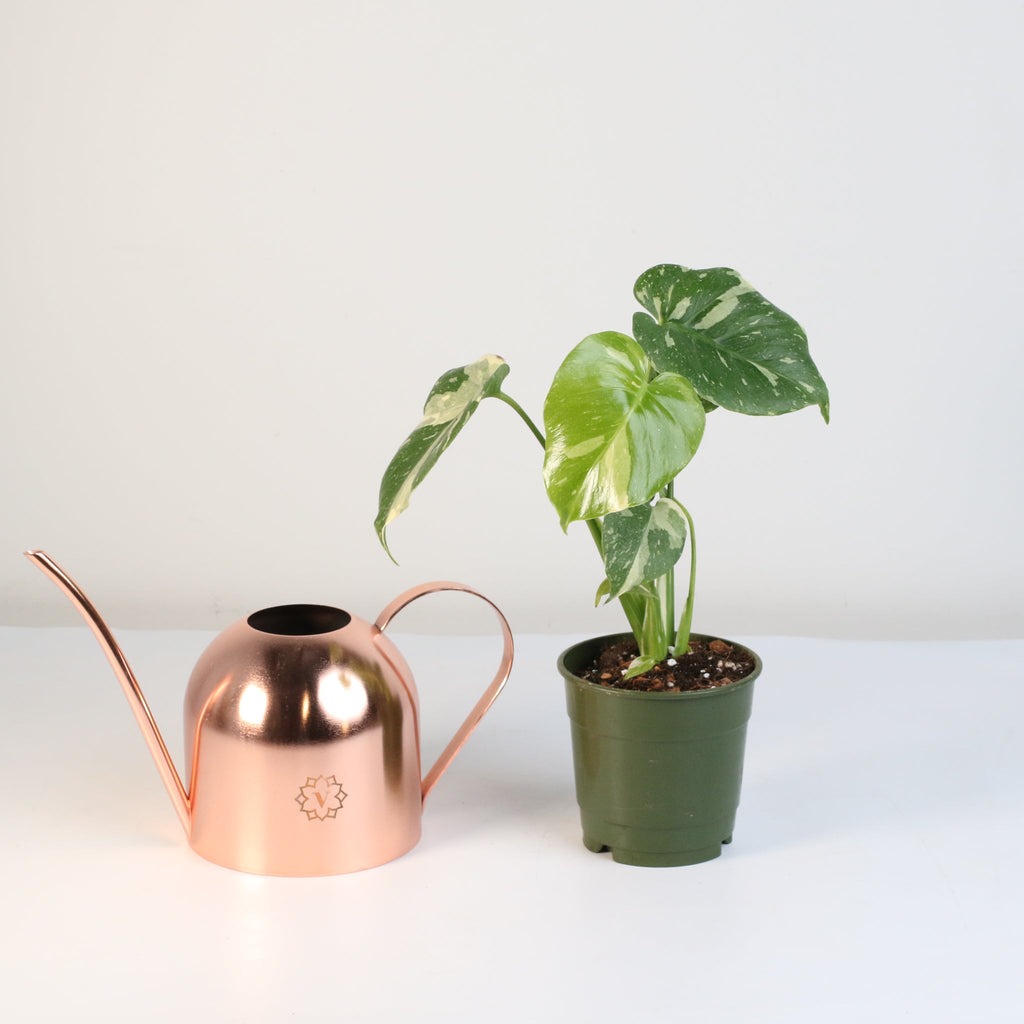 Monstera Thai Constellation