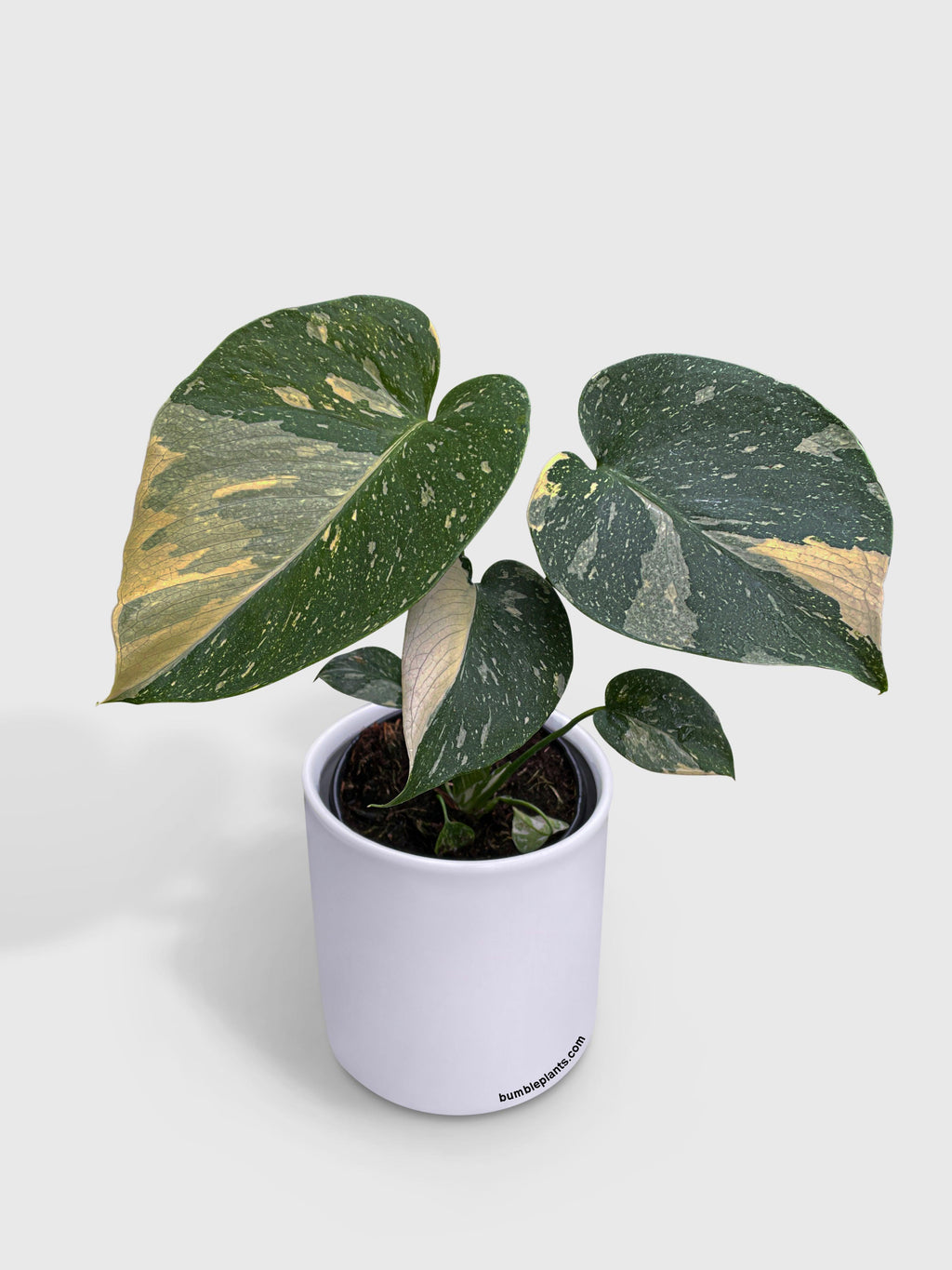 Monstera Deliciosa 'Thai Constellation'