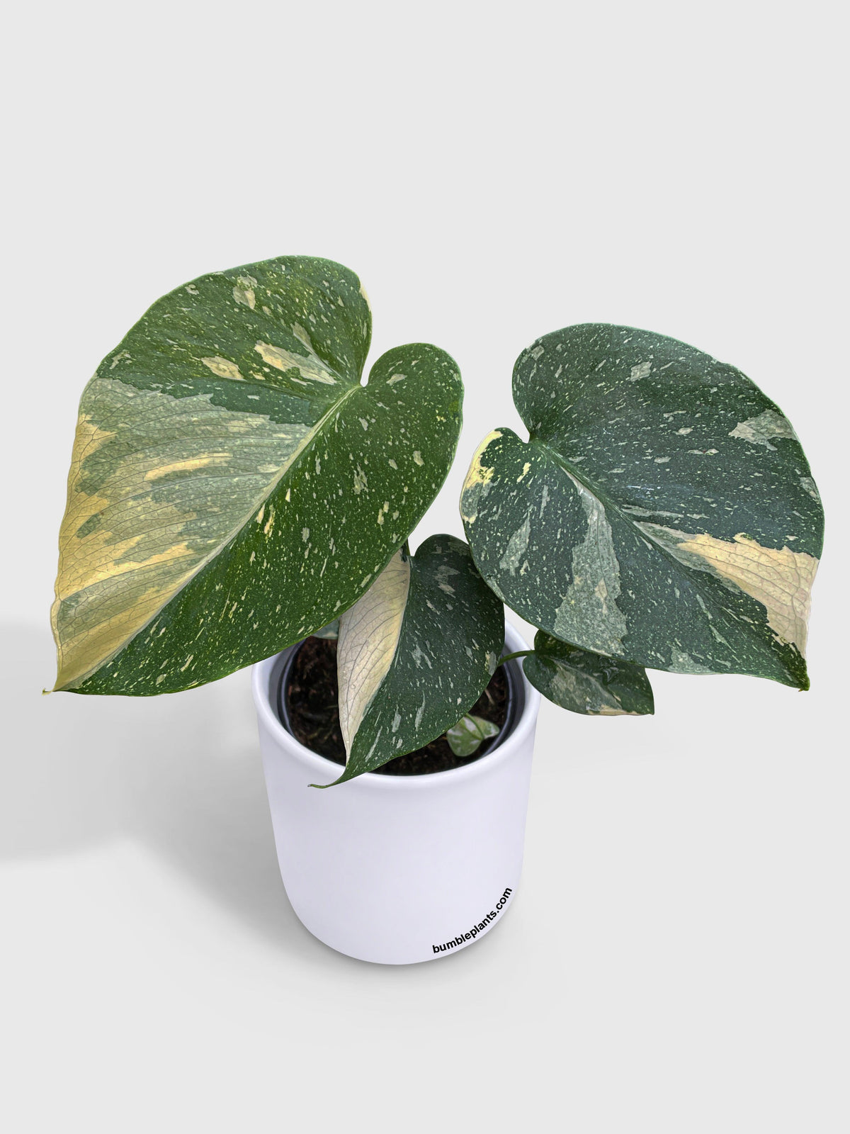 Monstera Deliciosa 'Thai Constellation'