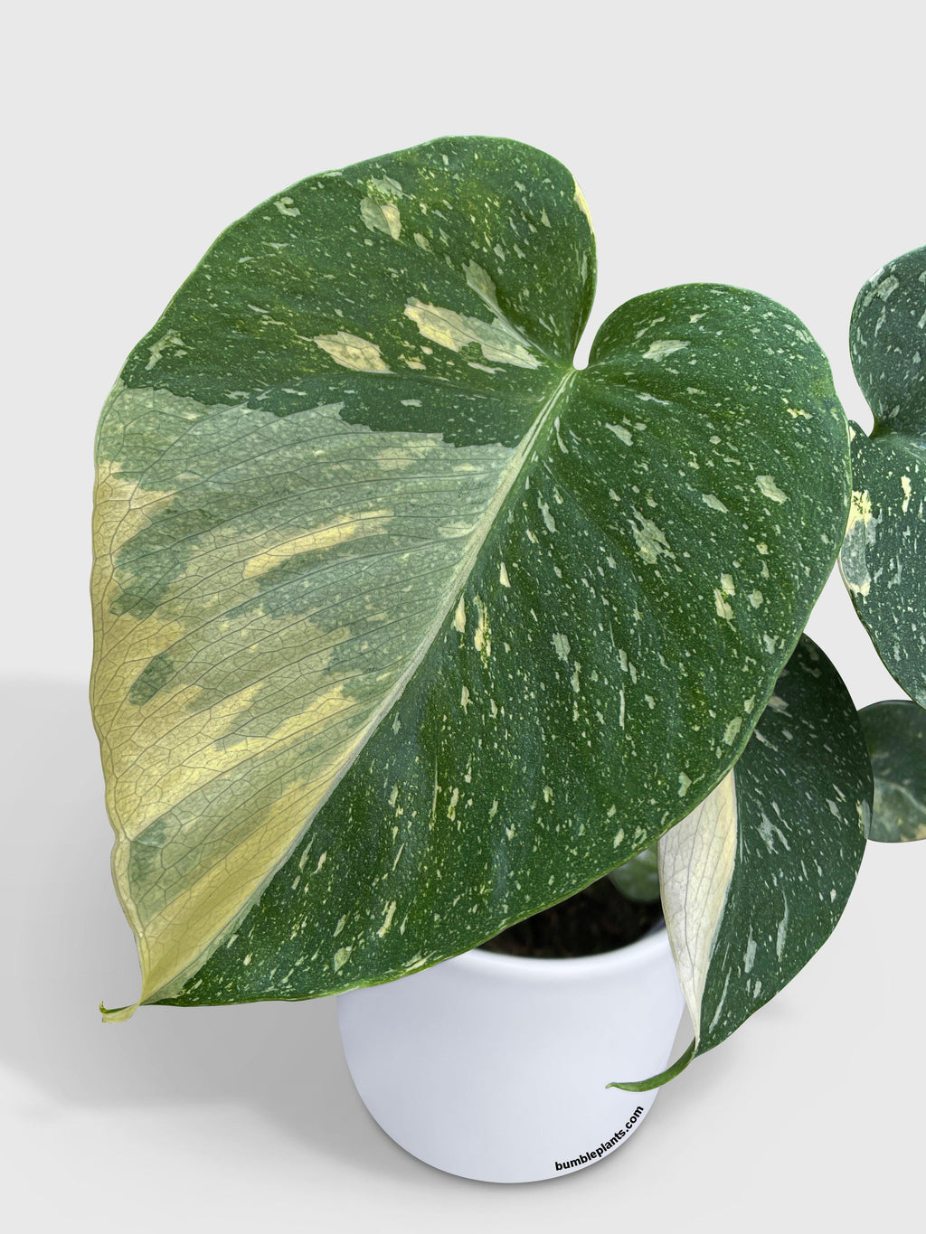 Monstera Deliciosa 'Thai Constellation'