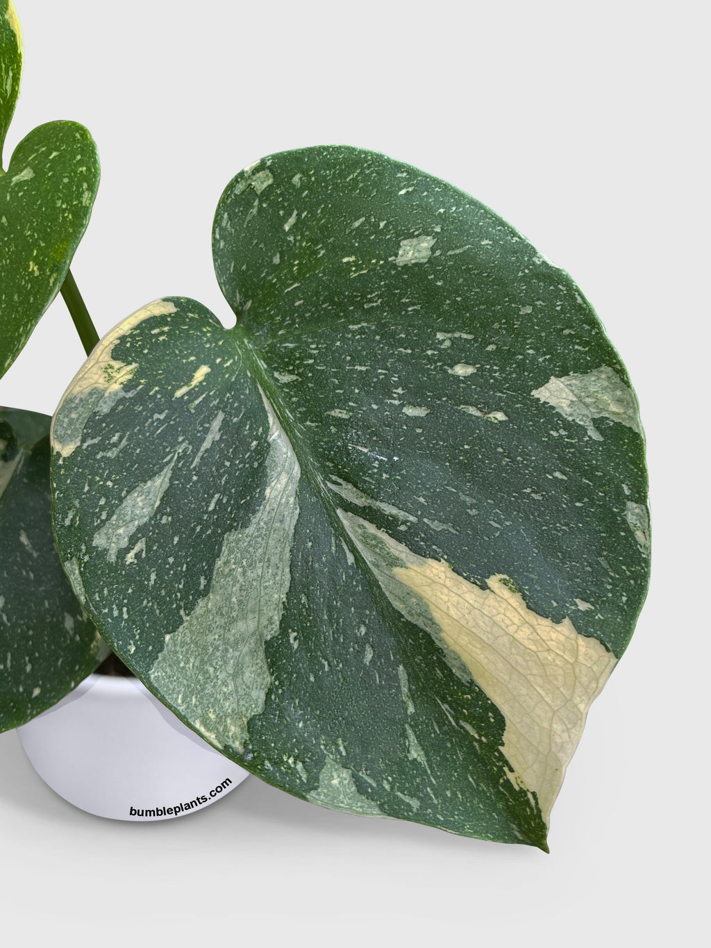 Monstera Deliciosa 'Thai Constellation'
