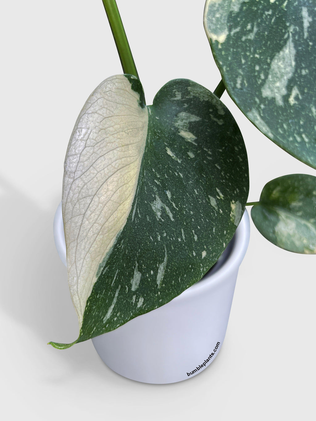 Monstera Deliciosa 'Thai Constellation'