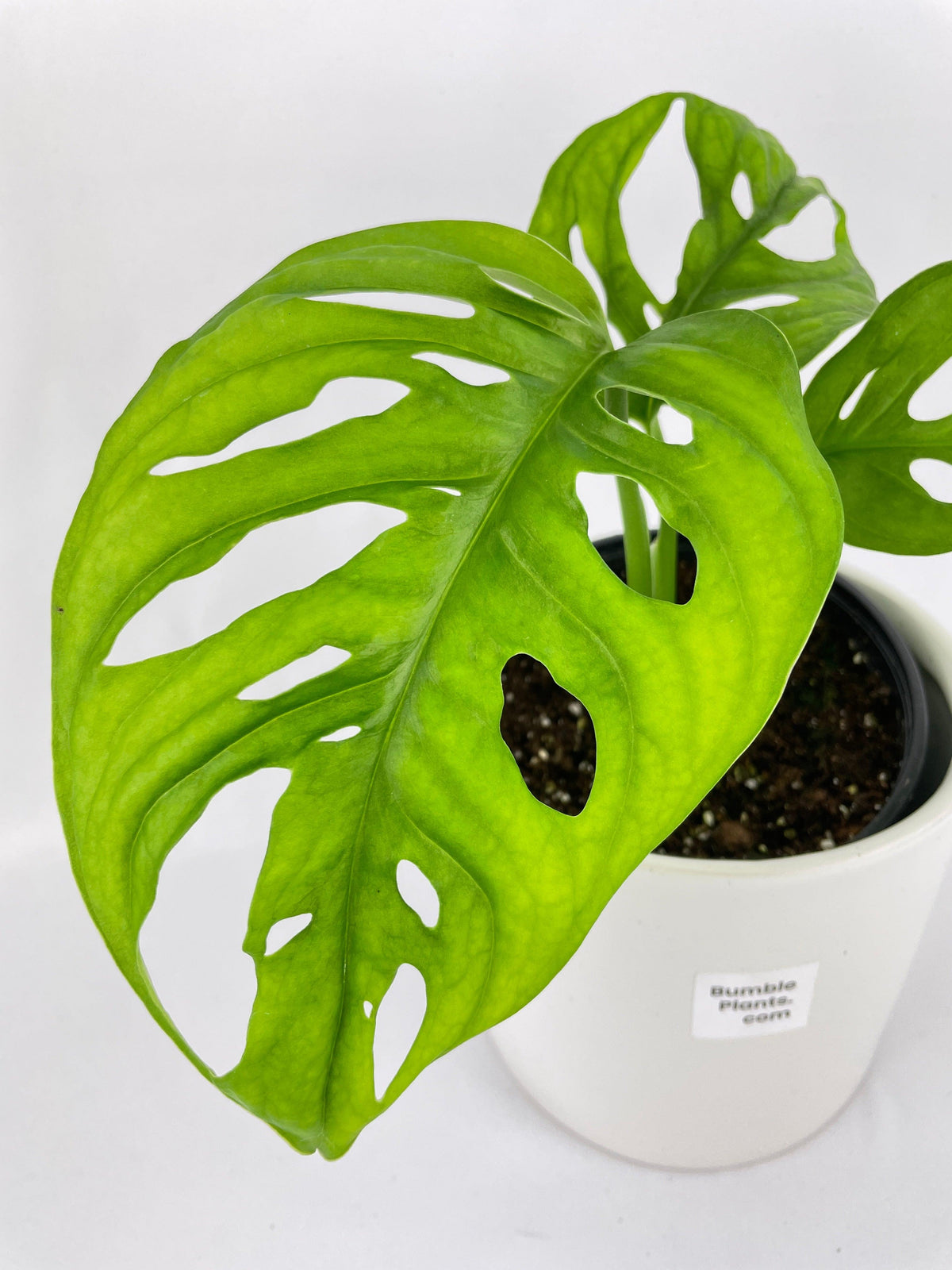 Monstera Adansonii Wide Leaf Form