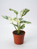 Monstera Adansonii 'Swiss Cheese Variegated'