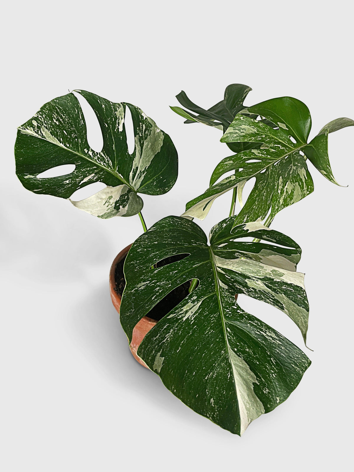 Monstera Borsigiana Variegata Albo (Mature Mother Plant)