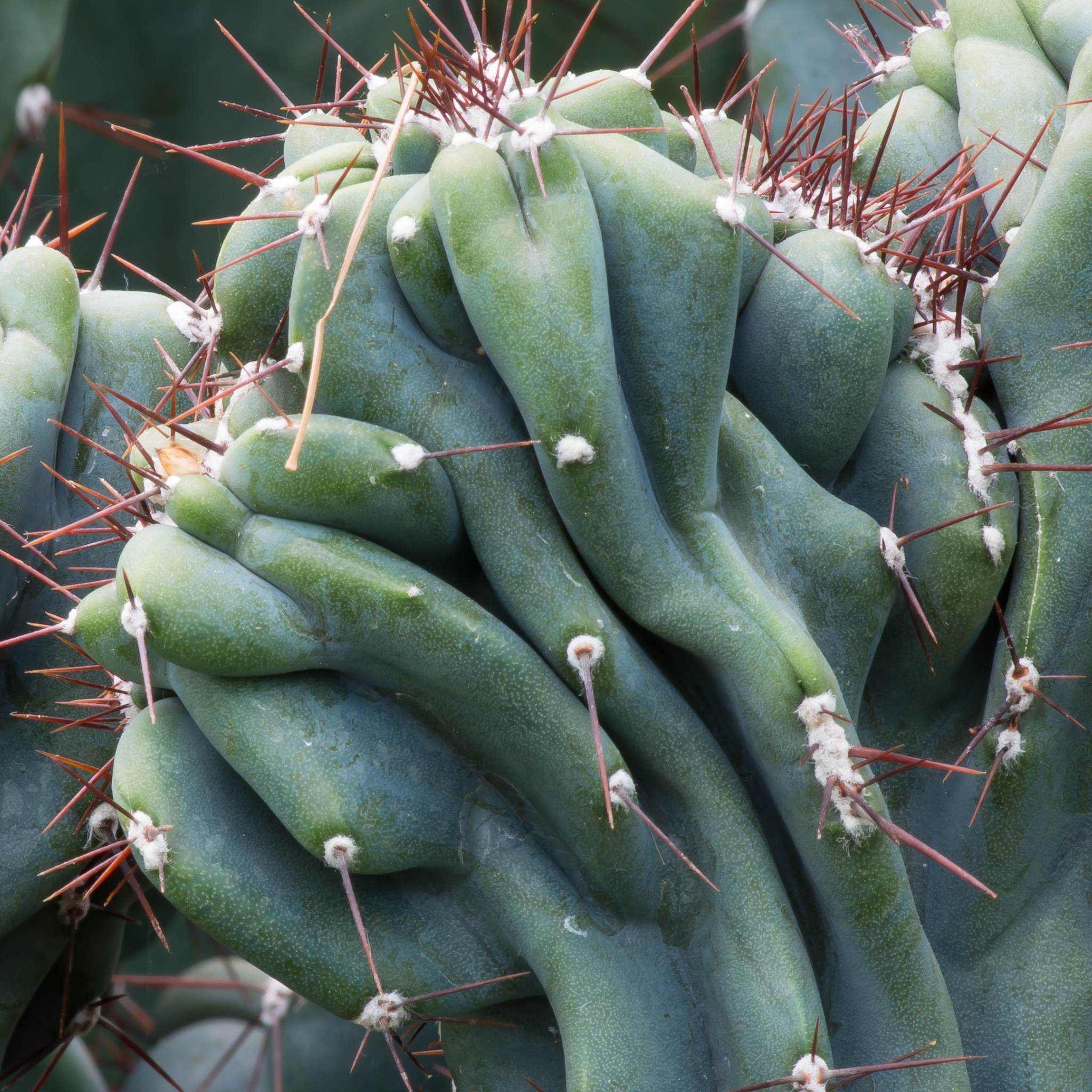 Monstrose Peruvian Apple Cactus