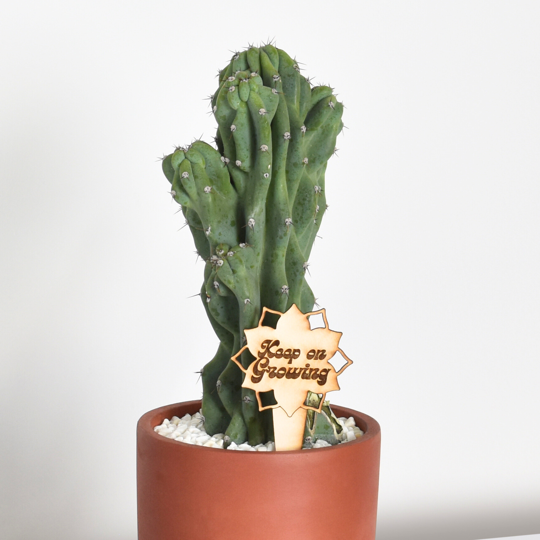 Monstrose Peruvian Apple Cactus