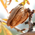 Monterey Almond Cutting 6-8 Inch Unrooted Prunus dulcis for Propagation, Grafting, Nut Tree Cultivation