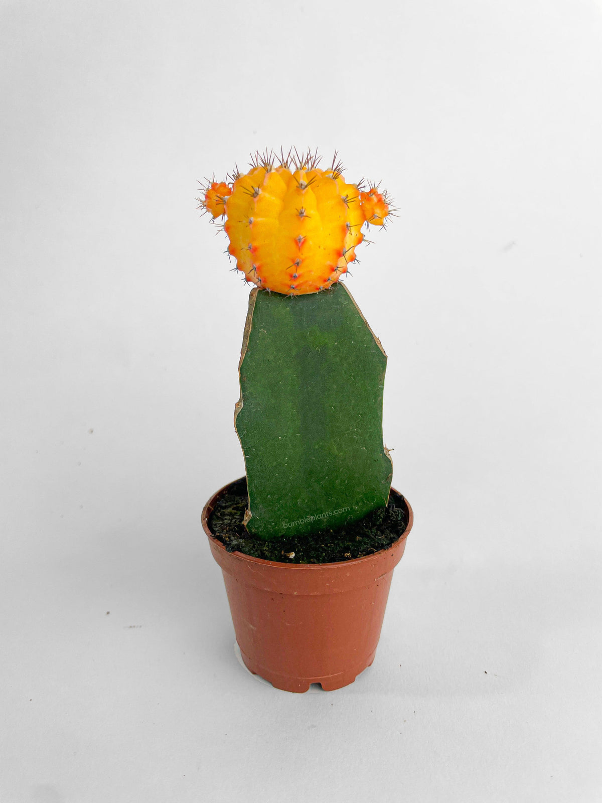 Moon Cactus Grafted 'Gymnocalicium Mihanovichii'