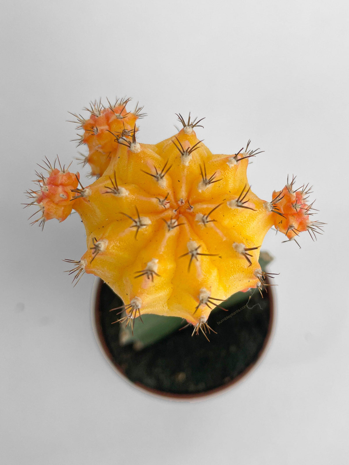Moon Cactus Grafted 'Gymnocalicium Mihanovichii'