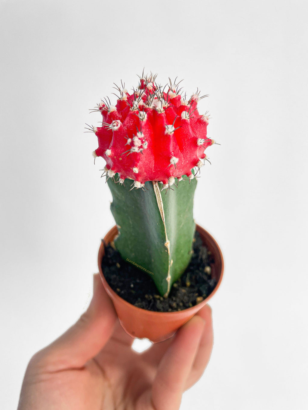 Moon Cactus Grafted 'Gymnocalicium Mihanovichii'