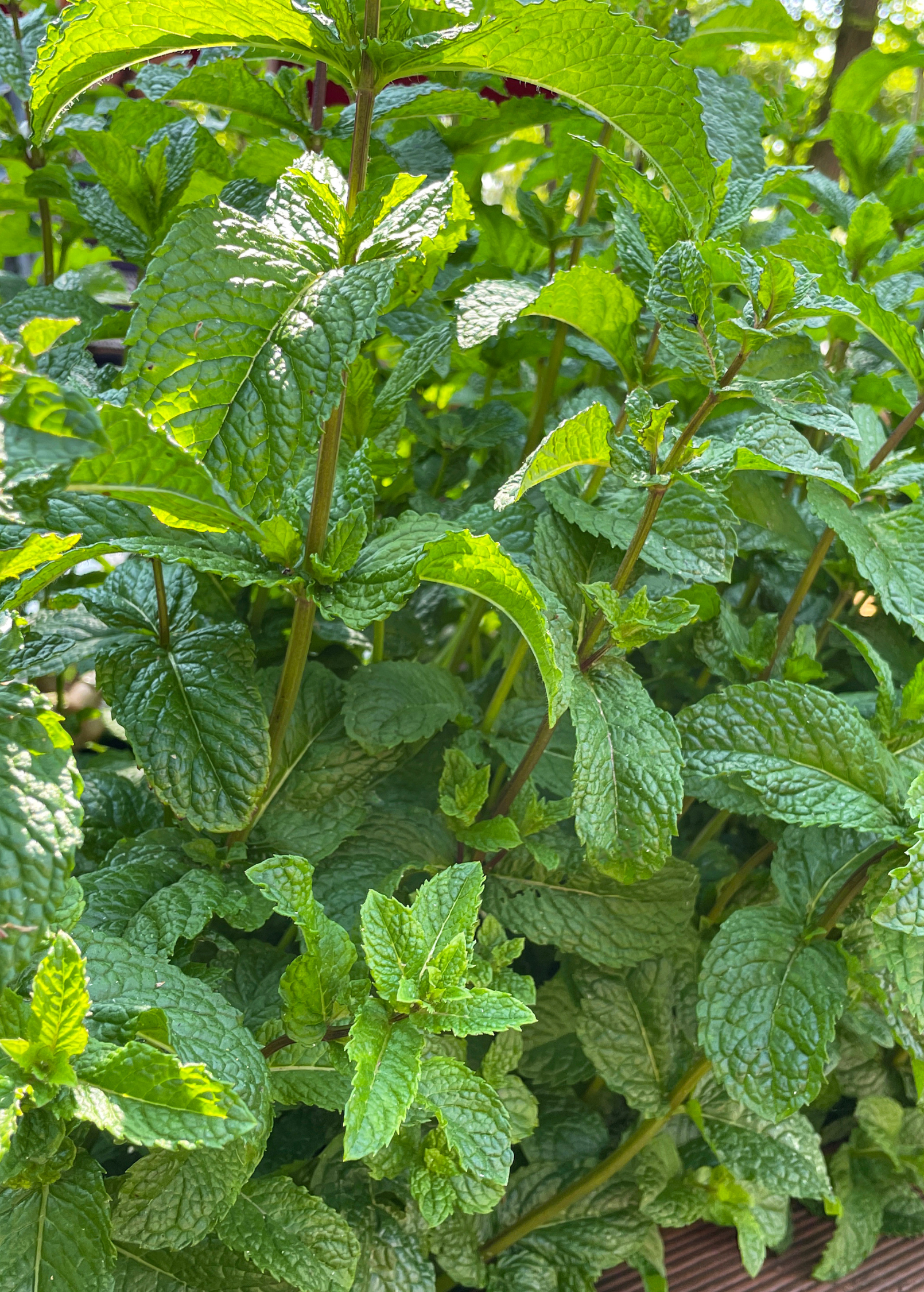 Moroccan Mint (Mentha spicata)