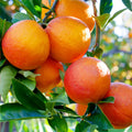 Blood Orange Cuttings (Citrus sinensis) 6–8 Inch Unrooted – For Rooting or Grafting, Organic Red-Flesh Citrus Scion